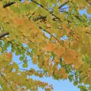 ヒメ日記 2025/10/09 17:38 投稿 かおり 人妻花かんざし