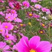 ヒメ日記 2025/10/10 15:15 投稿 かおり 人妻花かんざし