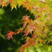 ヒメ日記 2025/10/13 21:55 投稿 かおり 人妻花かんざし