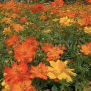 ヒメ日記 2025/10/16 09:35 投稿 かおり 人妻花かんざし