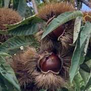 ヒメ日記 2025/10/17 20:04 投稿 かおり 人妻花かんざし