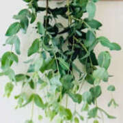 ヒメ日記 2025/10/20 20:18 投稿 かおり 人妻花かんざし