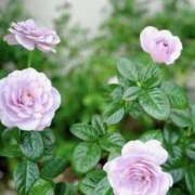 ヒメ日記 2025/10/28 08:11 投稿 かおり 人妻花かんざし