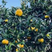 ヒメ日記 2025/11/10 08:24 投稿 かおり 人妻花かんざし