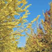 ヒメ日記 2025/11/11 09:19 投稿 かおり 人妻花かんざし