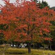 ヒメ日記 2025/11/15 18:59 投稿 かおり 人妻花かんざし