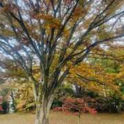 ヒメ日記 2025/11/19 08:44 投稿 かおり 人妻花かんざし