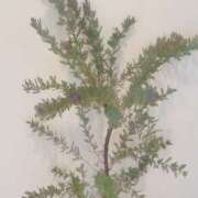 ヒメ日記 2025/11/21 08:33 投稿 かおり 人妻花かんざし