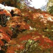 ヒメ日記 2025/11/21 22:14 投稿 かおり 人妻花かんざし