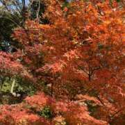 ヒメ日記 2025/11/30 08:24 投稿 かおり 人妻花かんざし