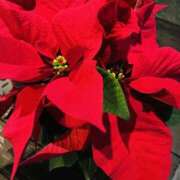 ヒメ日記 2025/12/01 09:12 投稿 かおり 人妻花かんざし