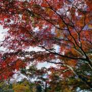 ヒメ日記 2025/12/02 09:38 投稿 かおり 人妻花かんざし