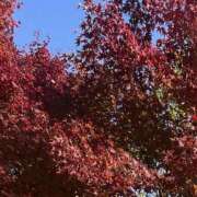 かおり スッキリ☀️ 人妻花かんざし