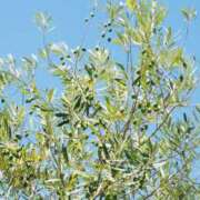 かおり お休みは😊 人妻花かんざし