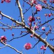 ヒメ日記 2026/01/19 21:26 投稿 かおり 人妻花かんざし