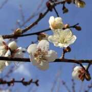 ヒメ日記 2026/01/30 11:25 投稿 かおり 人妻花かんざし