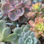 ヒメ日記 2026/01/31 20:54 投稿 かおり 人妻花かんざし