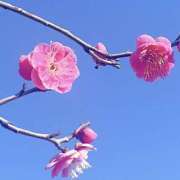 ヒメ日記 2026/02/02 10:23 投稿 かおり 人妻花かんざし