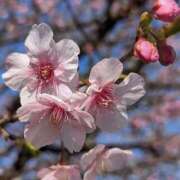 ヒメ日記 2026/02/04 17:10 投稿 かおり 人妻花かんざし