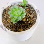 ヒメ日記 2026/02/06 09:10 投稿 かおり 人妻花かんざし