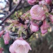 ヒメ日記 2026/02/09 09:25 投稿 かおり 人妻花かんざし