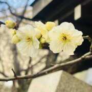 ヒメ日記 2026/02/11 17:39 投稿 かおり 人妻花かんざし