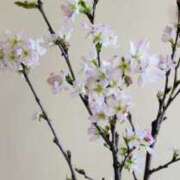 ヒメ日記 2026/02/12 20:03 投稿 かおり 人妻花かんざし