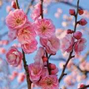 ヒメ日記 2026/02/13 10:16 投稿 かおり 人妻花かんざし