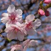 ヒメ日記 2026/02/15 17:30 投稿 かおり 人妻花かんざし