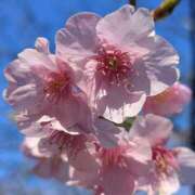 ヒメ日記 2026/02/19 18:16 投稿 かおり 人妻花かんざし