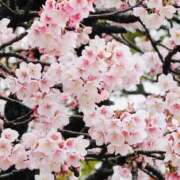 ヒメ日記 2026/02/21 19:02 投稿 かおり 人妻花かんざし