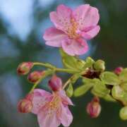 ヒメ日記 2026/02/22 17:34 投稿 かおり 人妻花かんざし