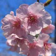 ヒメ日記 2026/02/23 09:54 投稿 かおり 人妻花かんざし