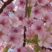 ヒメ日記 2026/02/28 20:43 投稿 かおり 人妻花かんざし