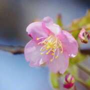 ヒメ日記 2026/02/28 22:10 投稿 かおり 人妻花かんざし