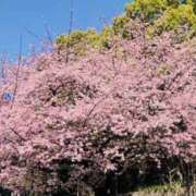 ヒメ日記 2026/03/01 15:04 投稿 かおり 人妻花かんざし