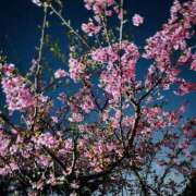 ヒメ日記 2026/03/02 10:40 投稿 かおり 人妻花かんざし