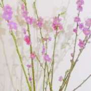 ヒメ日記 2026/03/03 21:09 投稿 かおり 人妻花かんざし