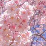 ヒメ日記 2026/03/08 09:16 投稿 かおり 人妻花かんざし