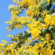 ヒメ日記 2026/03/09 19:01 投稿 かおり 人妻花かんざし