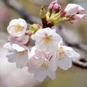 ヒメ日記 2026/03/12 18:18 投稿 かおり 人妻花かんざし