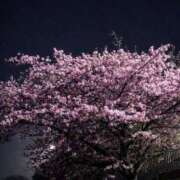 ヒメ日記 2026/03/14 19:28 投稿 かおり 人妻花かんざし