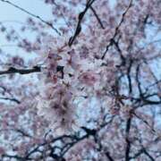 ヒメ日記 2026/03/21 18:49 投稿 かおり 人妻花かんざし