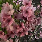 ヒメ日記 2026/03/22 19:46 投稿 かおり 人妻花かんざし