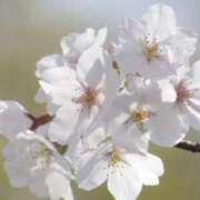 ヒメ日記 2026/03/25 08:39 投稿 かおり 人妻花かんざし