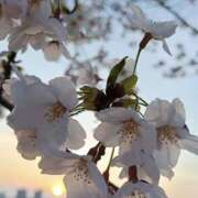 ヒメ日記 2026/03/25 18:54 投稿 かおり 人妻花かんざし