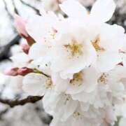 ヒメ日記 2026/03/26 09:10 投稿 かおり 人妻花かんざし