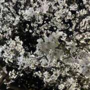 ヒメ日記 2026/03/28 21:24 投稿 かおり 人妻花かんざし