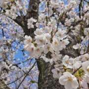 ヒメ日記 2026/03/29 18:45 投稿 かおり 人妻花かんざし