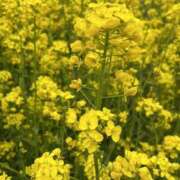 ヒメ日記 2026/03/31 21:43 投稿 かおり 人妻花かんざし